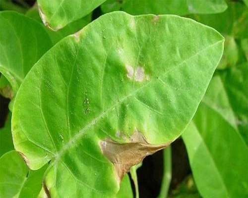 细菌性叶枯病,叶面肥价格