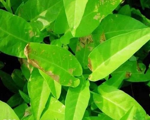细菌性叶枯病,果树水溶肥 细菌性叶枯病,果树水溶肥