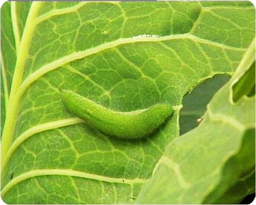 菜青虫,最好的叶面肥