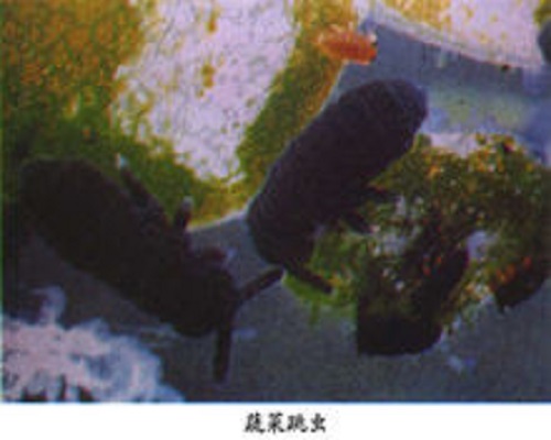 蔬菜跳虫,冲施肥生产厂家 蔬菜跳虫,冲施肥生产厂家