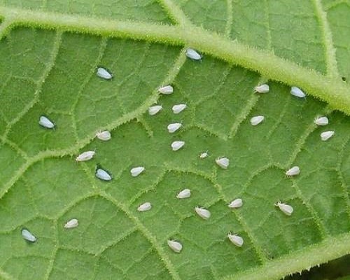 温室白粉虱,水溶肥价格 温室白粉虱,水溶肥价格