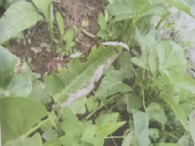 空心菜缺钾,果树叶面肥
