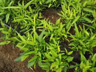 空心菜缺氮,喷施叶面肥