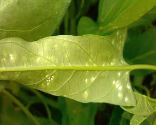 空心菜病害,国产最好的水溶肥牌子