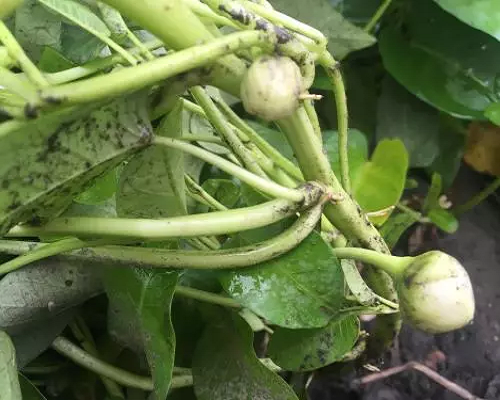 空心菜茎秆褐色腐烂,冲施肥价格