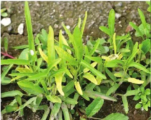 空心菜茎秆褐色腐烂,保花保果叶面肥 空心菜茎秆褐色腐烂,保花保果叶面肥