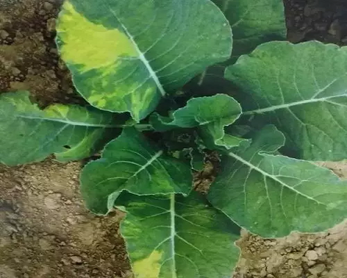 雍菜叶片褪绿,国内水溶肥厂家排名 雍菜叶片褪绿,国内水溶肥厂家排名