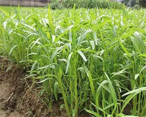 雍菜根茎枯死,进口冲施肥