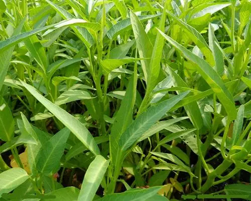 雍菜根茎枯死,喷施叶面肥 雍菜根茎枯死,喷施叶面肥