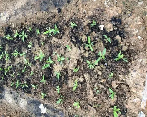 雍菜烂种死苗,