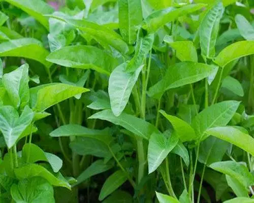 雍菜出现隆起状疱斑,液体水溶肥 雍菜出现隆起状疱斑,液体水溶肥