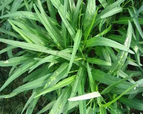 雍菜出现隆起状疱斑,有机水溶肥 雍菜出现隆起状疱斑,有机水溶肥