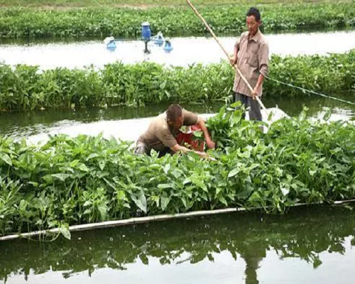 水雍菜,品牌冲施肥