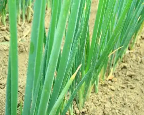 葱病毒病,水溶肥价格 葱病毒病,水溶肥价格