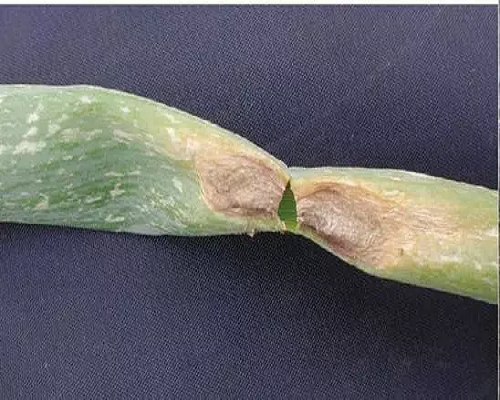 葱黑斑病,国产最好的水溶肥牌子 葱黑斑病,国产最好的水溶肥牌子