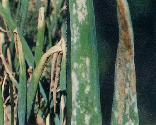 葱灰霉病,水溶冲施肥