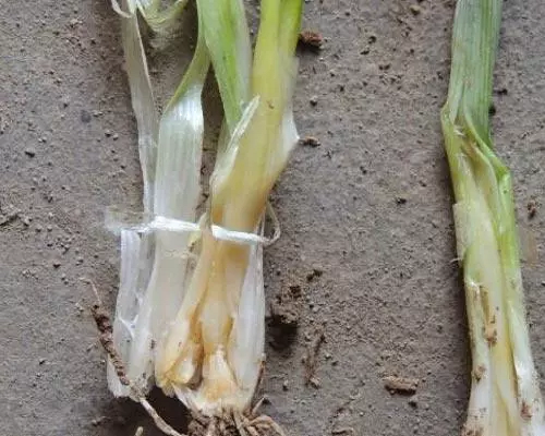 葱软腐病,腐植酸水溶肥