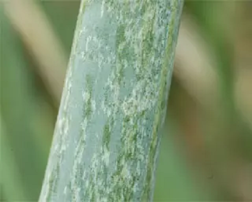 葱霜霉病,蔬菜冲施肥