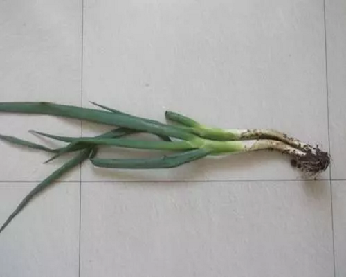 葱小菌核病,水溶肥价格