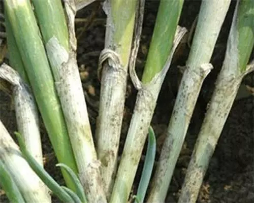 葱小菌核病,腐植酸水溶肥厂家 葱小菌核病,腐植酸水溶肥厂家