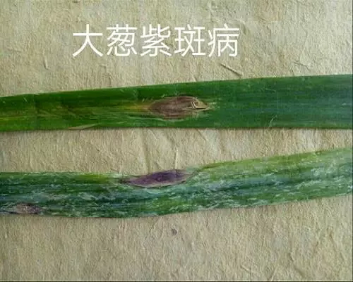 葱紫斑病,保花保果叶面肥
