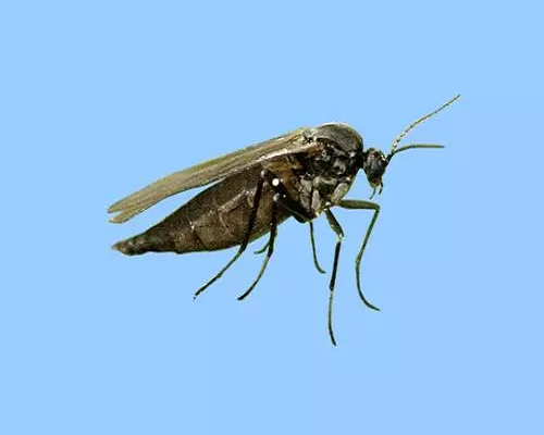 迟眼蕈蚊,国内生产水溶肥的厂家