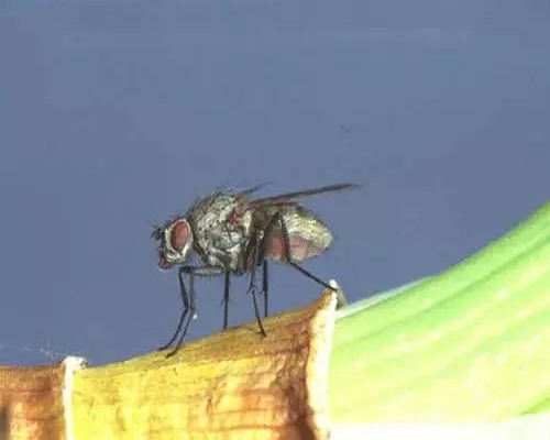 葱地种蝇,腐植酸水溶肥厂家