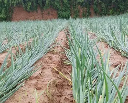 葱倒伏,喷施叶面肥