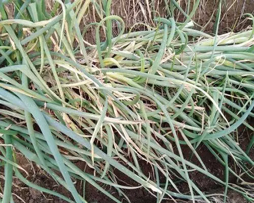 葱倒伏,水溶肥生产厂家
