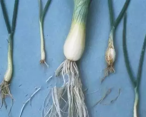 大葱根部有白色菌丝,大量元素水溶肥 大葱根部有白色菌丝,大量元素水溶肥