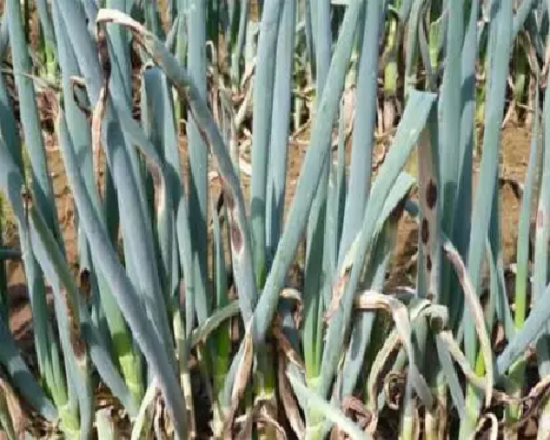 大葱植株萎缩,进口冲施肥