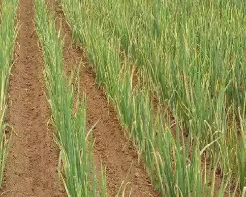 大葱植株萎缩,冲施肥价格