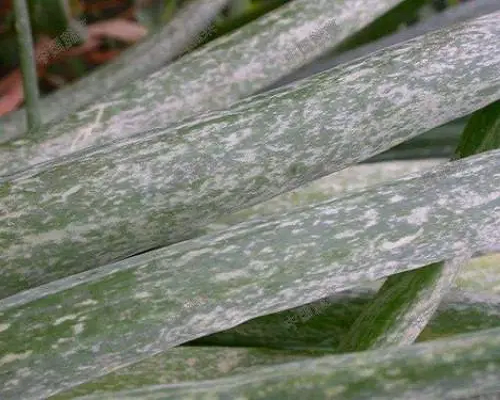 大葱出现白点疯,水溶冲施肥