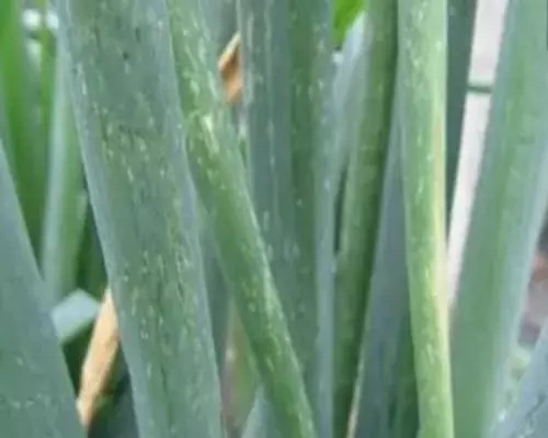 大葱叶上有灰白色斑点,腐植酸水溶肥厂家 大葱叶上有灰白色斑点,腐植酸水溶肥厂家