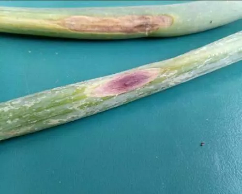 大葱紫斑病,腐植酸水溶肥