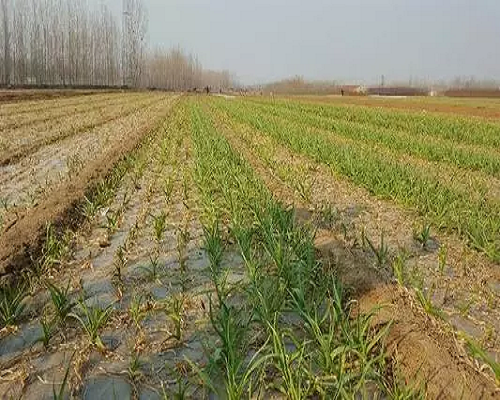 大蒜冻害,叶面肥果树