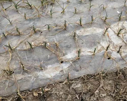 大蒜冻害,果树水溶肥 大蒜冻害,果树水溶肥