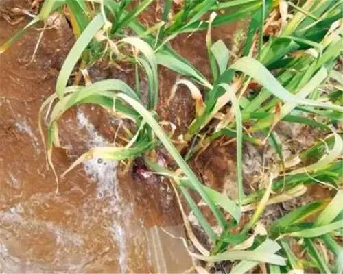 大蒜二次生长,水溶肥厂家排名 大蒜二次生长,水溶肥厂家排名