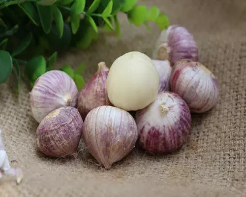 大蒜独头蒜,国内最好的叶面肥品牌