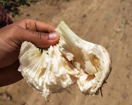 面包蒜,叶面肥哪个好