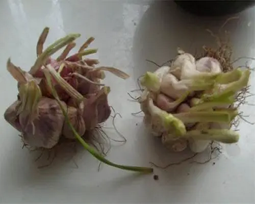 散瓣蒜,国内水溶肥厂家排名