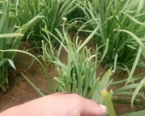 韭菜缺铁,有机水溶肥 韭菜缺铁,有机水溶肥