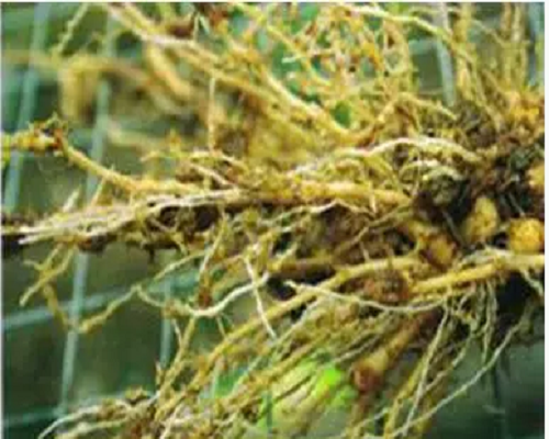 根结线虫病,有机冲施肥 根结线虫病,有机冲施肥