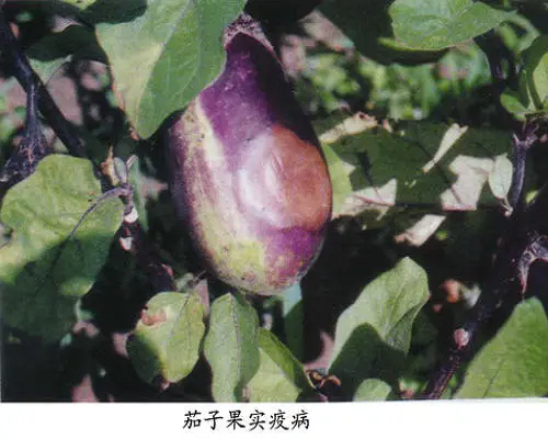 果实疫病,桃树叶面肥