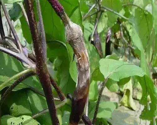 黑根霉果腐病,水溶肥和冲施肥的区别
