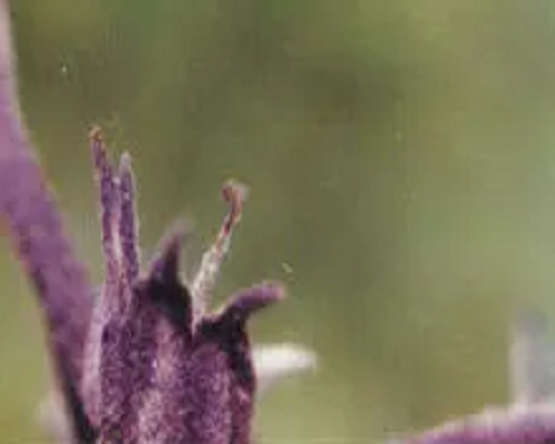 花腐病,什么是叶面肥
