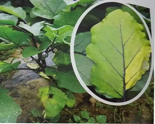 黄萎病,水溶肥的价格 黄萎病,水溶肥的价格