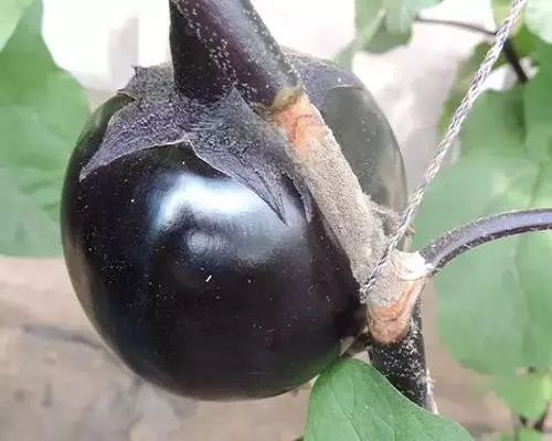 灰霉病,有机水溶肥