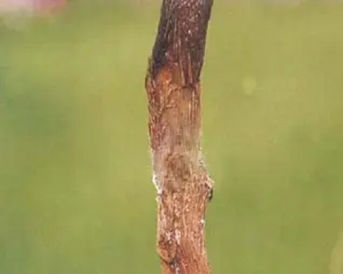 茎腐病,水溶肥的价格 茎腐病,水溶肥的价格