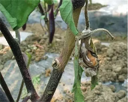 菌核病,氨基酸水溶肥生产厂家